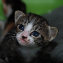 子猫・ミー