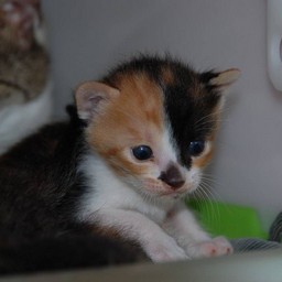 子猫・ラム