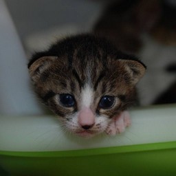 子猫・ミー