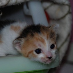 子猫・シー