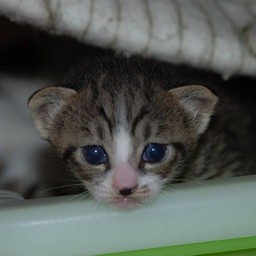 子猫・ミー