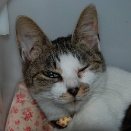 母猫・小太郎
