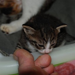 子猫・ミー