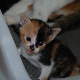 子猫・ラム