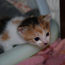 子猫・シー