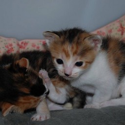 子猫・シー