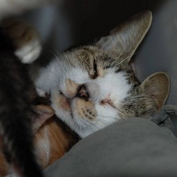 母猫・小太郎