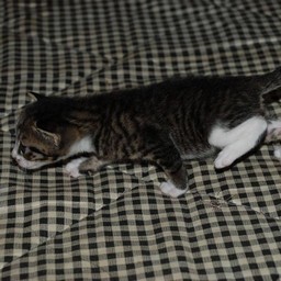 子猫・ミー