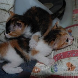 子猫