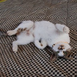 母猫・小太郎