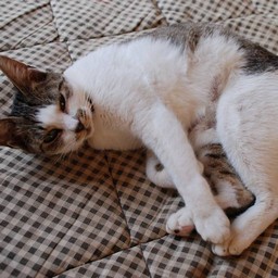 母猫・小太郎