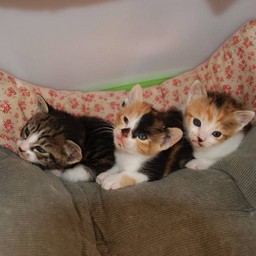 子猫