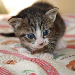子猫・ミー