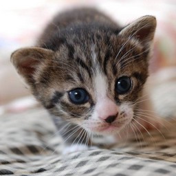 子猫・ミー