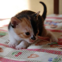 子猫・ラム