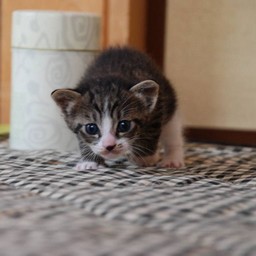 子猫・ミー