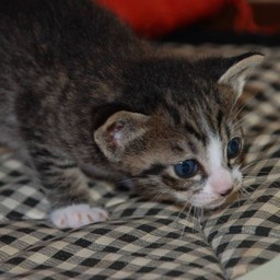 子猫・ミー