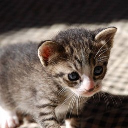 子猫・ミー