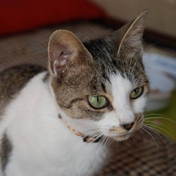 母猫・小太郎