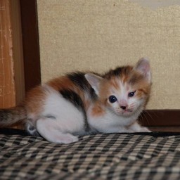 子猫・シー
