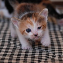 子猫・シー