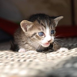 子猫・ミー