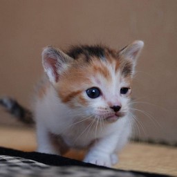 子猫・シー