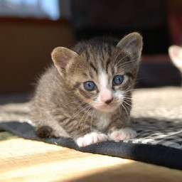 子猫・ミー