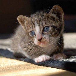 子猫・ミー