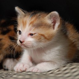 子猫・シー