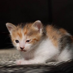 子猫・シー