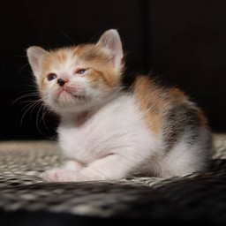 子猫・シー