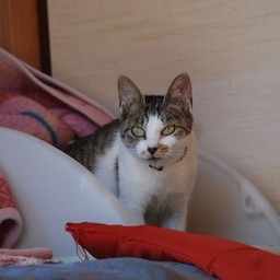 母猫・小太郎