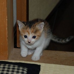子猫・シー