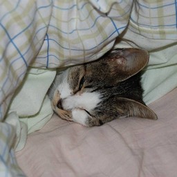 母猫・小太郎