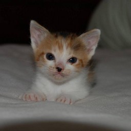 子猫・シー