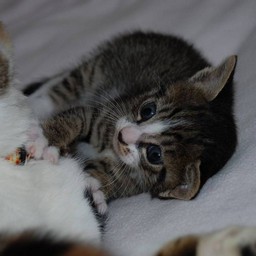 子猫・ミー