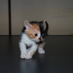 子猫・ラム