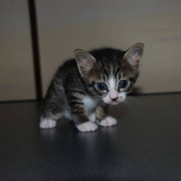 子猫・ミー