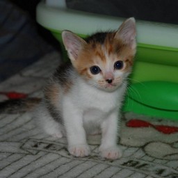 子猫・シー