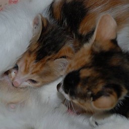 猫ファミリー