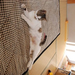 母猫・小太郎