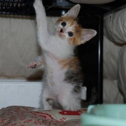 子猫・シー