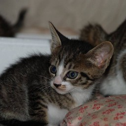 子猫・ミー