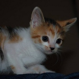 子猫・シー