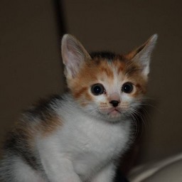 子猫・シー
