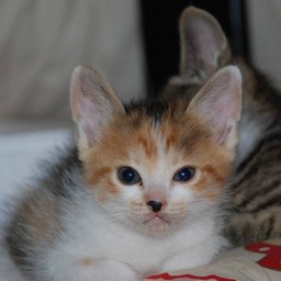 子猫・シー