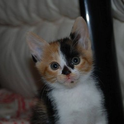 子猫・ラム