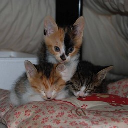 子猫