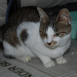 母猫・小太郎